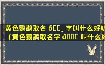 黄色鹦鹉取名 🌸 字叫什么好听（黄色鹦鹉取名字 🐒 叫什么好听一点）